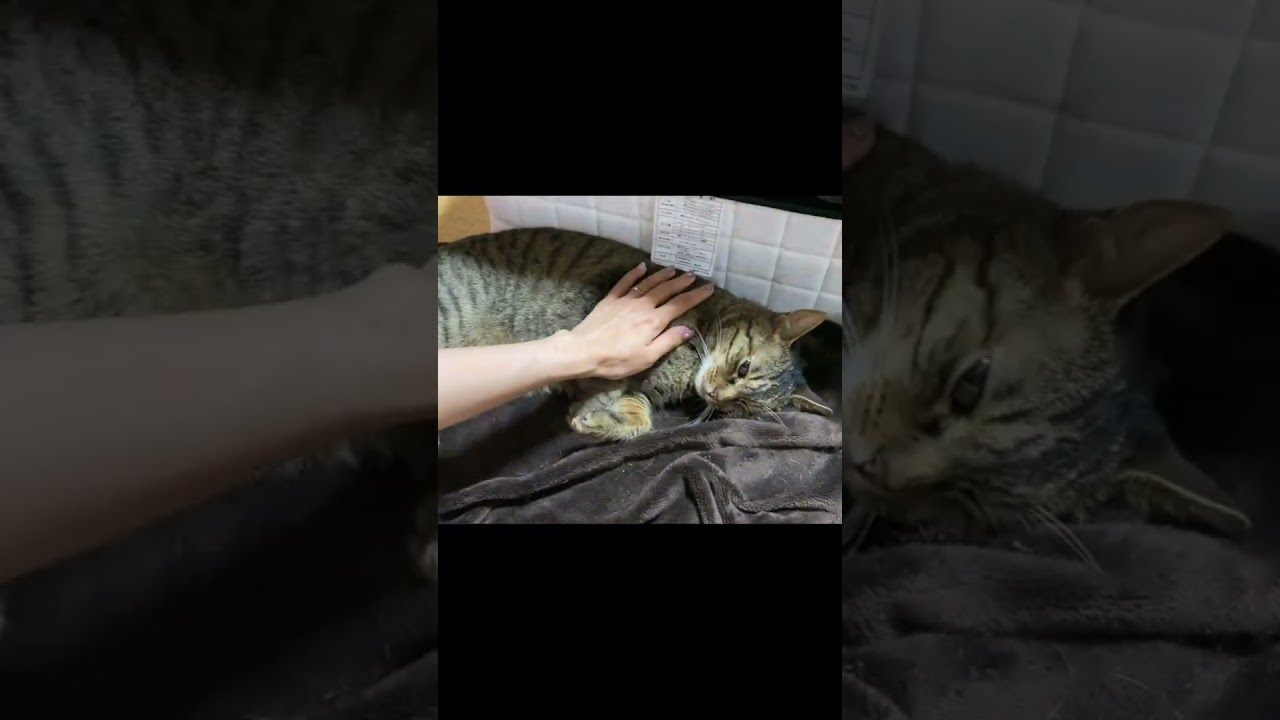 嫁が触ると怒らないのに俺が触ると秒でブチギレる凶暴猫...