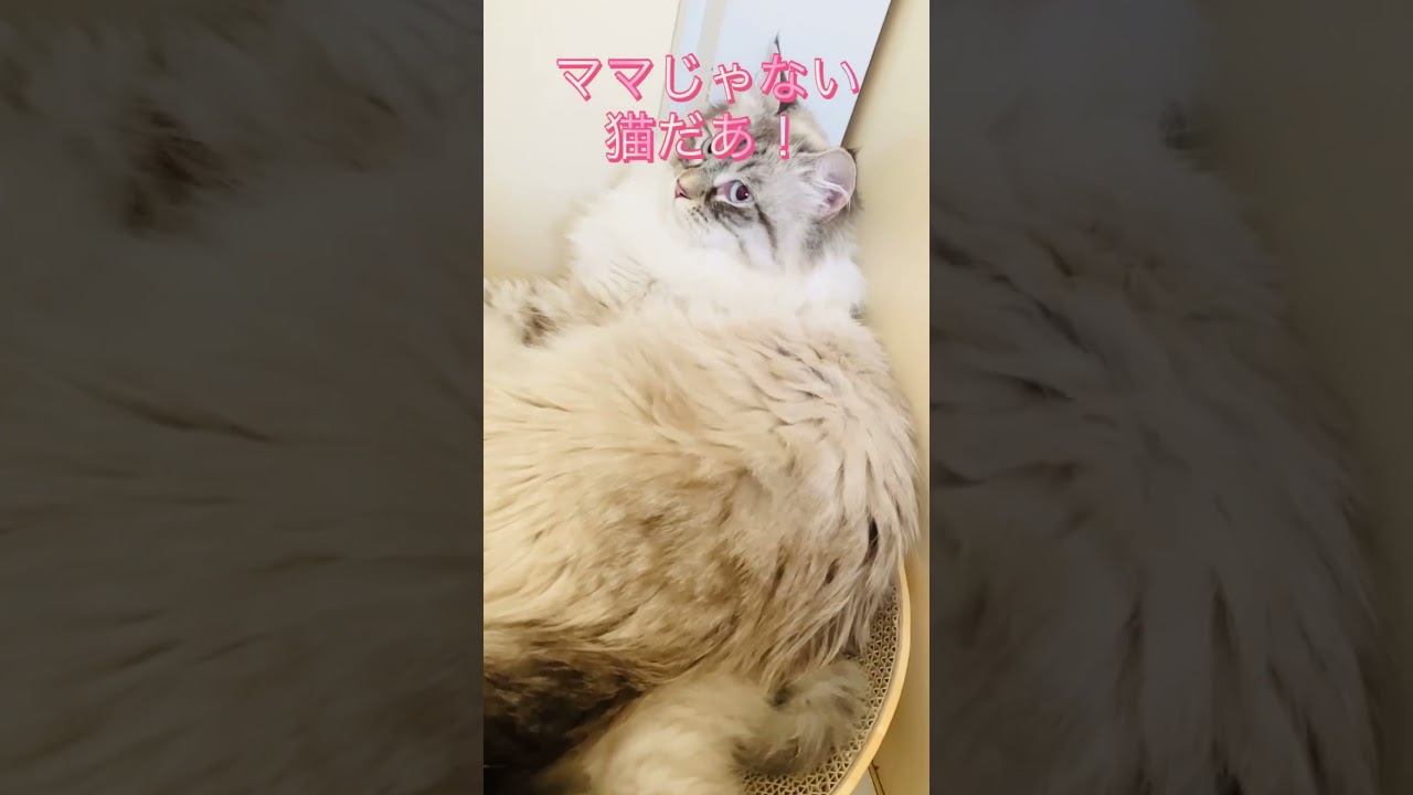 可愛いネヴァマスカレード子猫💎 #サイベリアン #子猫 #ネヴァマスカレード #猫