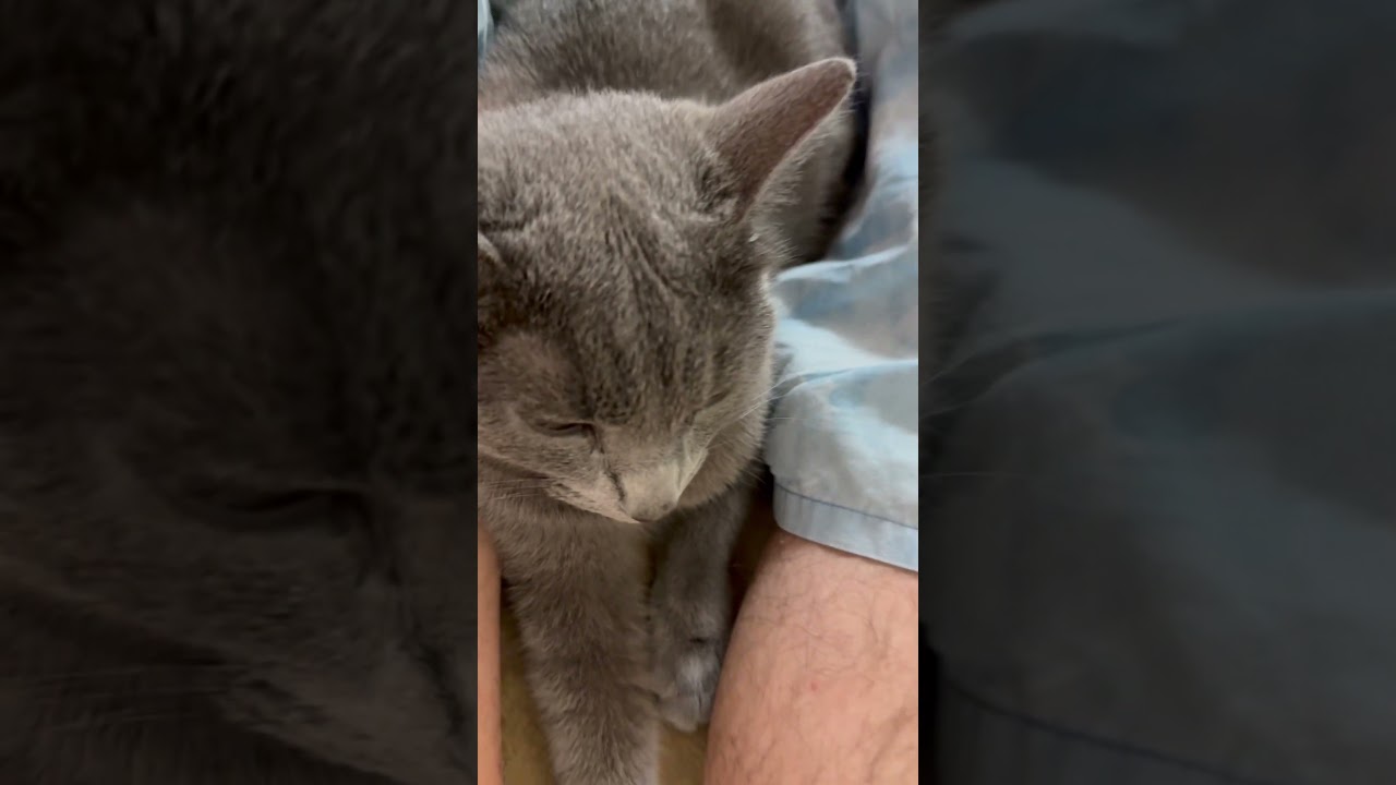 足の間にハマってる大人しい猫（ロシアンブルー）#shorts
