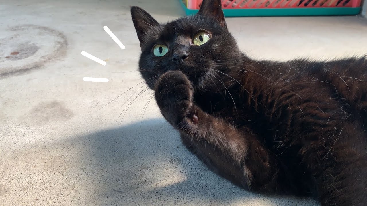 黒猫の健康的すぎるモーニングルーティン