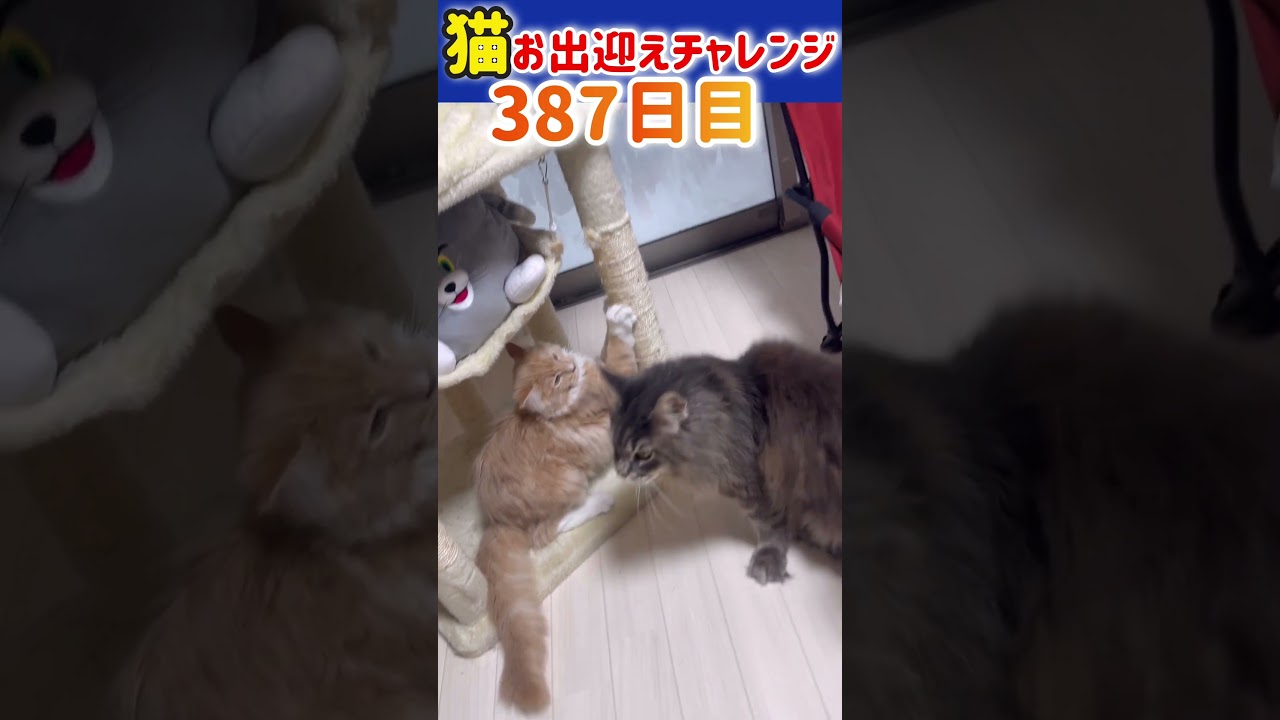 猫お出迎えチャレンジ387日目【mainecoon】 #メインクーン #かわいい #アリスさん