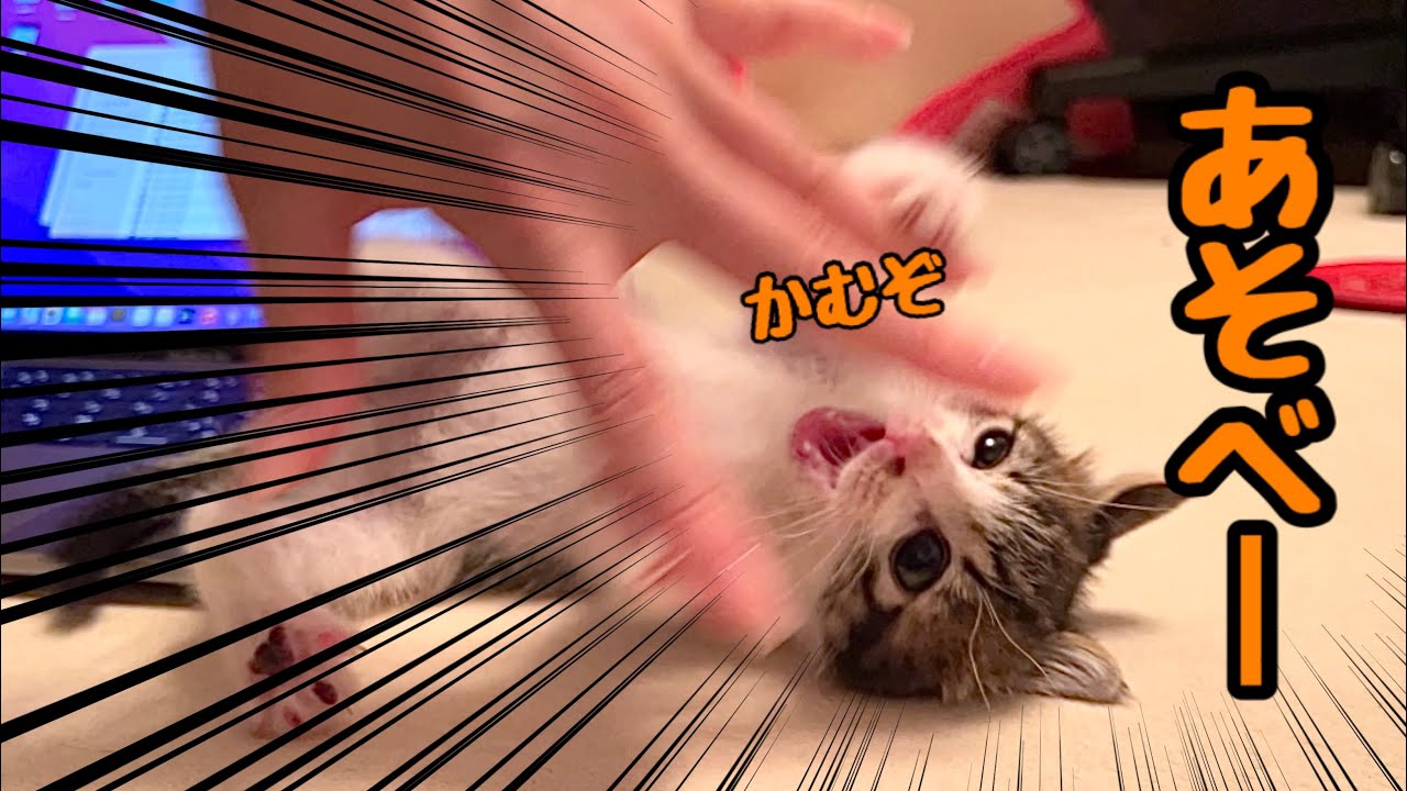 新入り子猫のくせに飼い主の邪魔してきたので、声のトーンを下げて叱ると意外な行動をとりました【預かり保護猫】