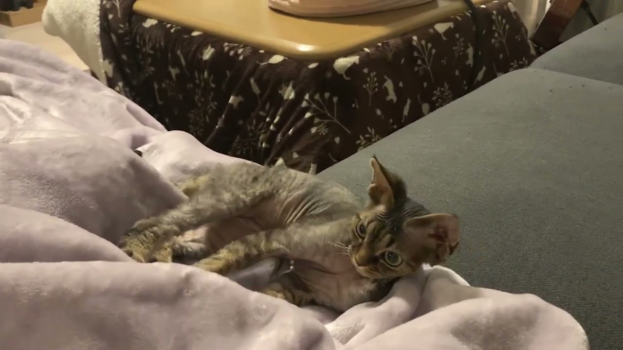 狩り遊びをしているデボンレックス子猫です(Devon Rex kitten playing like hunting)