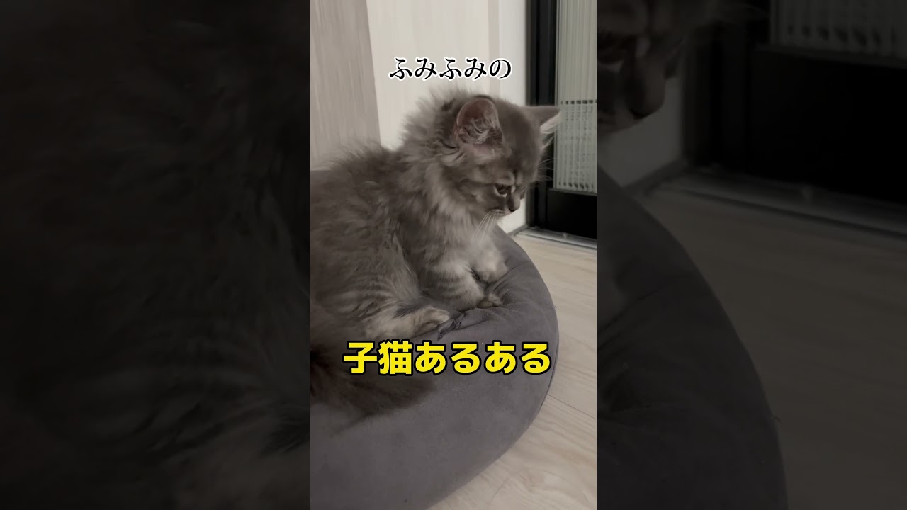 これって、子猫あるある…？#ラガマフィン #かわいい #shorts #猫
