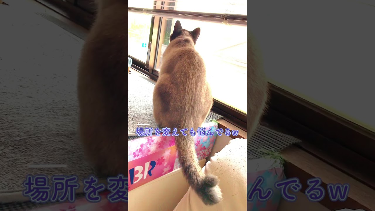 CS53猫のシッポ #シャム猫ミックス #猫動画 #ニャルソック