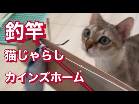 カインズ　猫じゃらし　シンガプーラ
