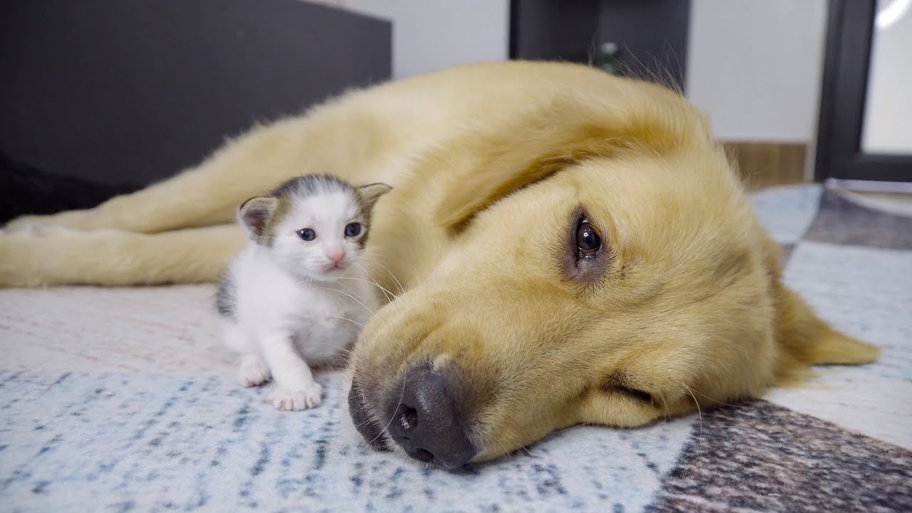 ゴールデンレトリバー犬に育てられている子猫子達は二週間後にこうなった