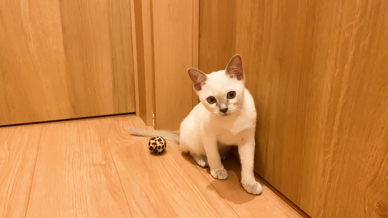 生後90日の子猫トンキニーズが家族になりました【ご挨拶】