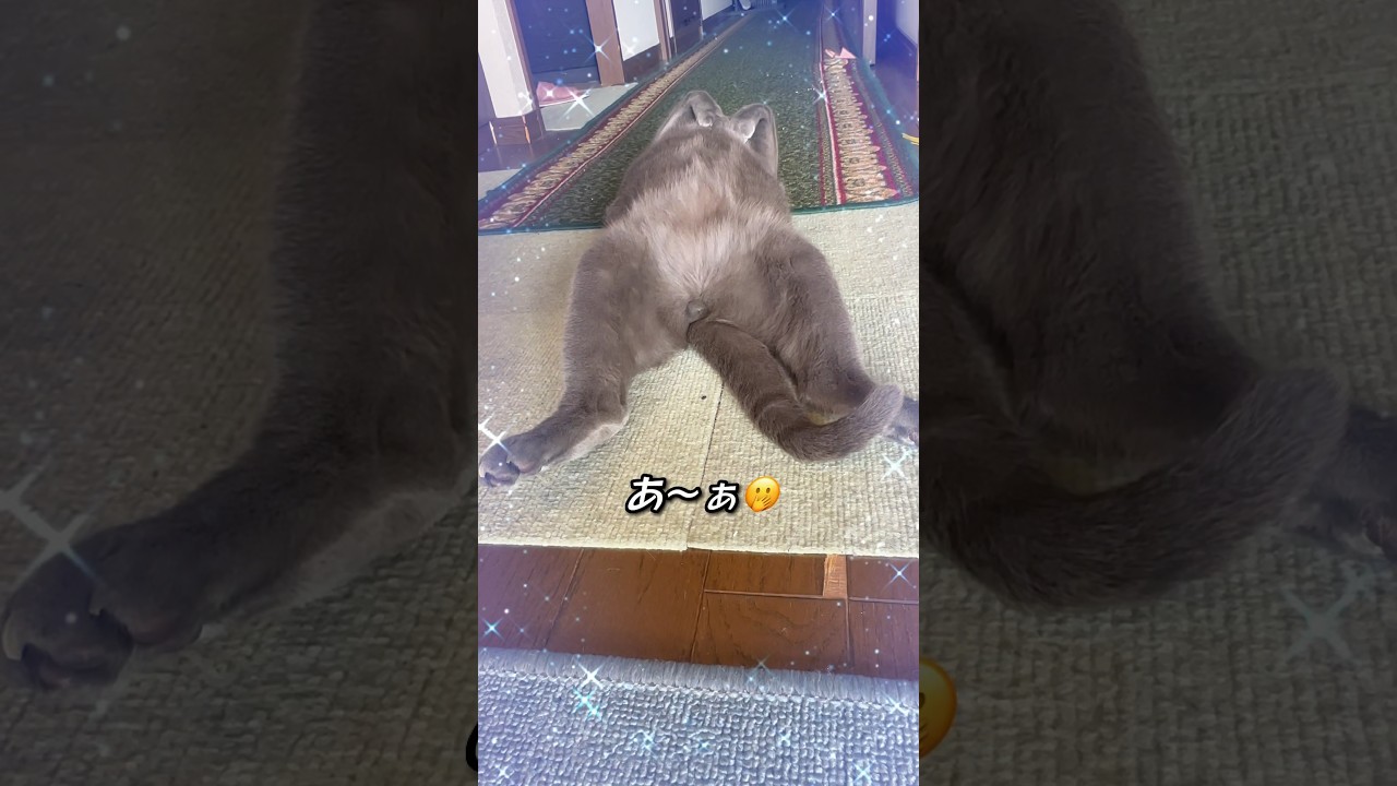 【ロシアンブルー】めろん、豪快に転がってます🫣【猫】#shorts