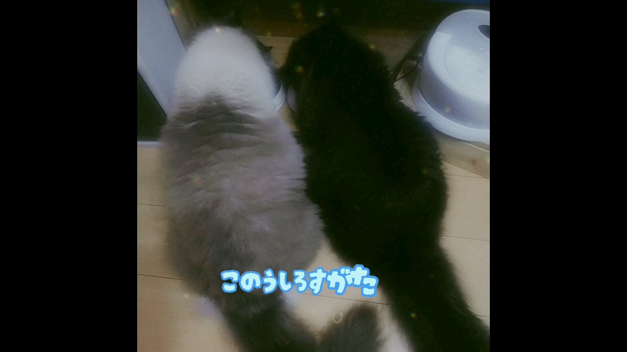 なかよくごはん　 #catlover #catvideo #猫との生活 #癒し猫動画 #サイベリアン #ラグドール