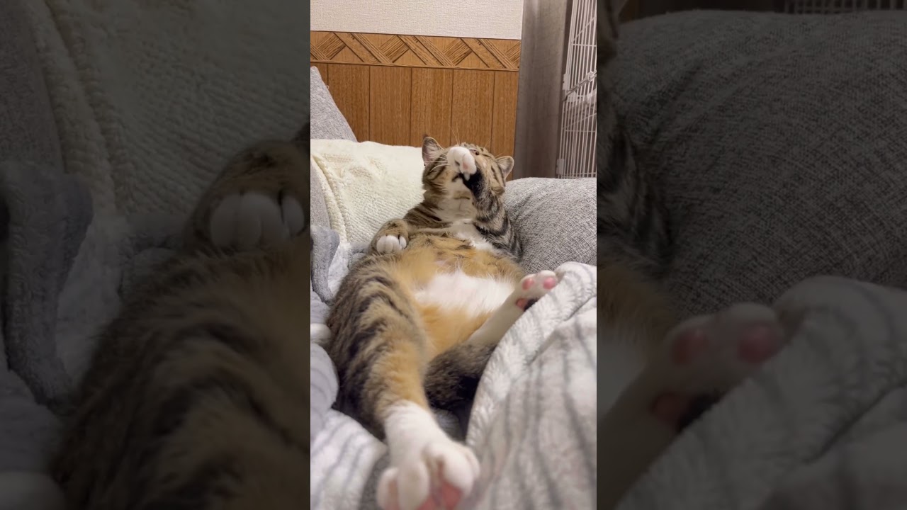 沢山食べた後はお手入れで大忙しなほたてさん#元ボス猫 # #保護猫 #ぬいぐるみ #ほたて君 #7.3キロ#ダイエット中