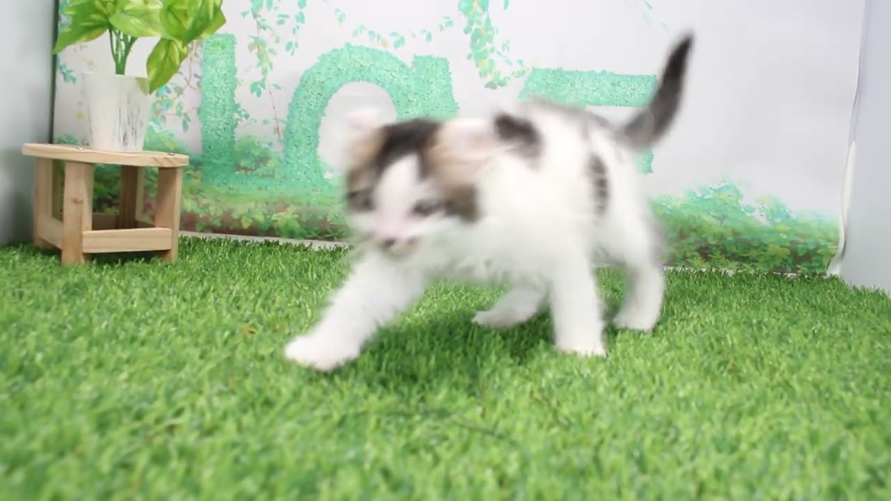 Coo&RIKU　No635950　アメリカンカール