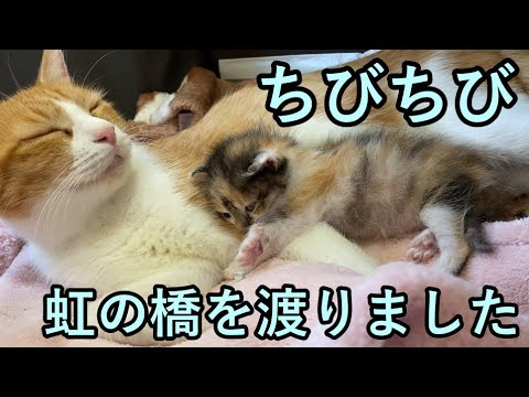 【はぴと5匹の子猫達】2匹の子がお空に旅立ちました