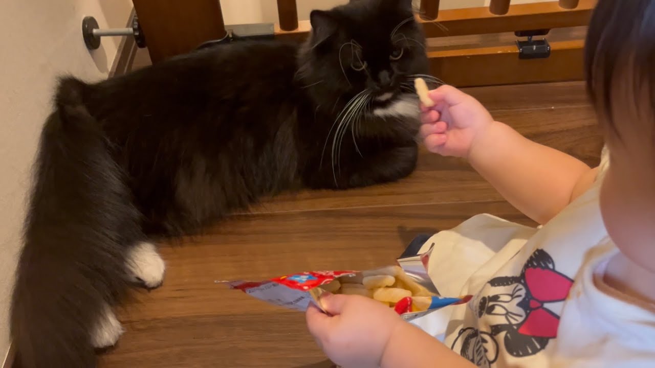 わざわざ目の前でオヤツを食べ始める赤ちゃんに困惑する猫　ラガマフィン　A cat confused by a baby eating treats in front of him