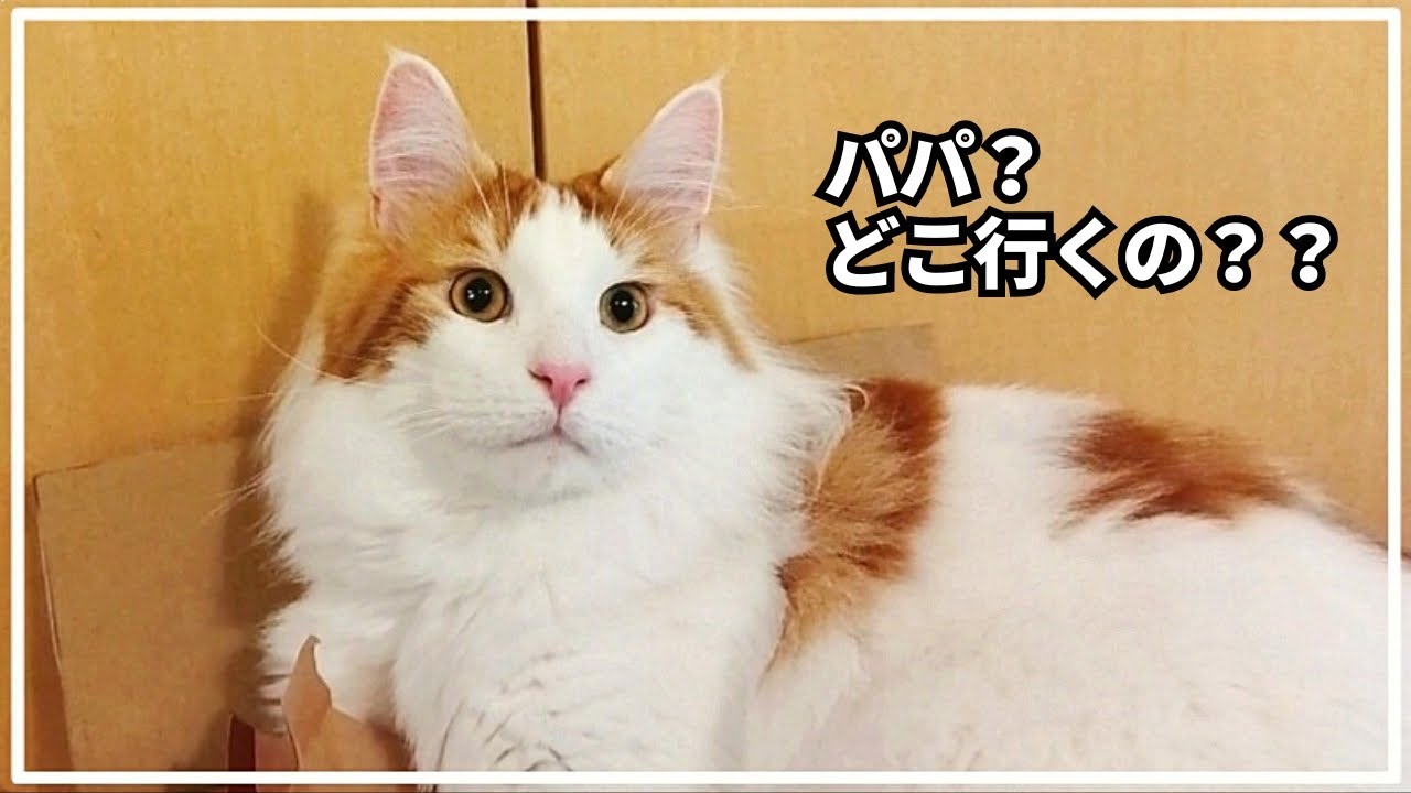 寝る直前までパパをストーカーする猫【メインクーン】