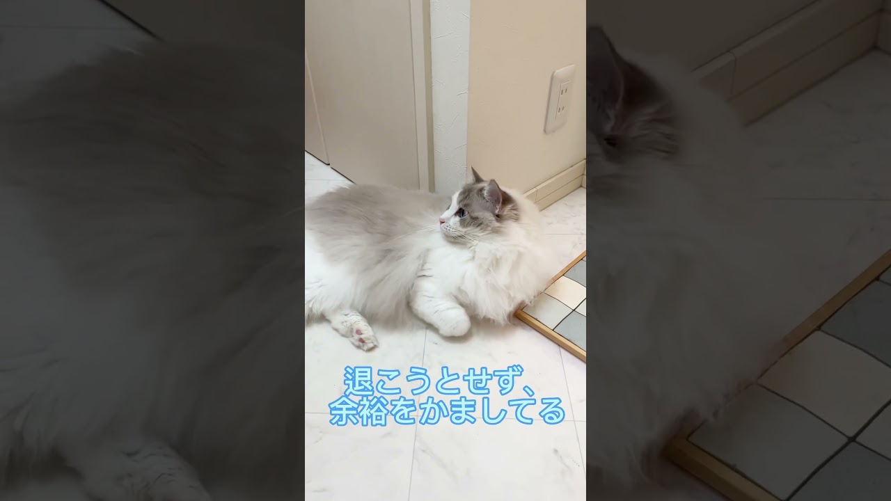 お風呂場で待ち伏せする猫#ラグドール #猫 #待ち伏せ