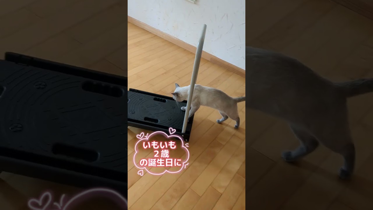 芸を覚えました🐈‍⬛いもいも２歳 💗  #ロシアンブルー #russianblue  #猫