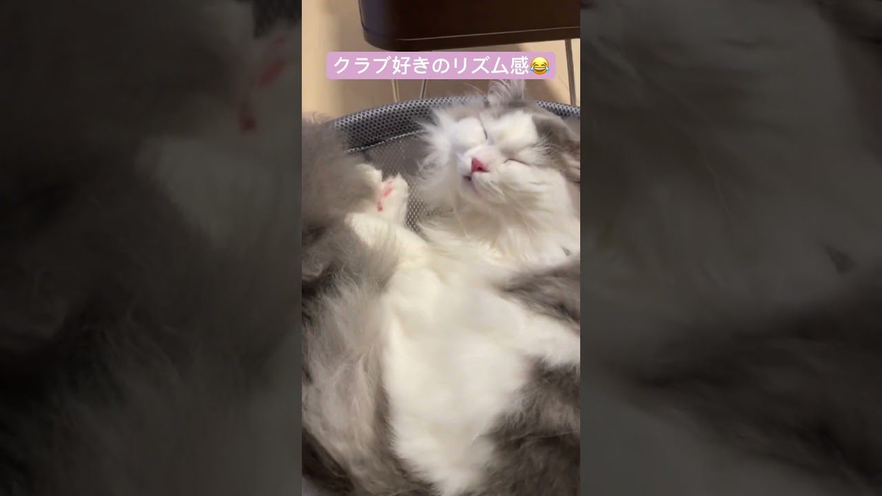 クラブ好きのリズム感な猫🕺💃 #ragamuffin #cat #ねこ #ラガマフィン#shorts