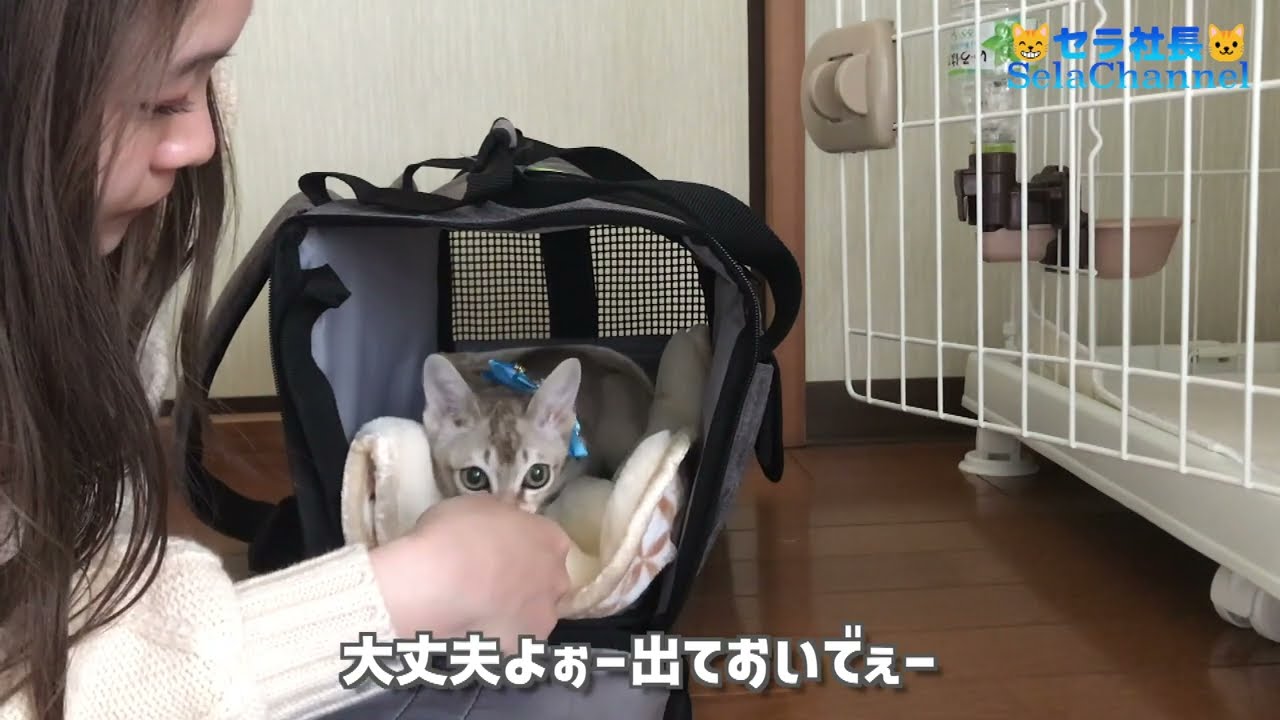 セラ社長がやってきた【シンガプーラ】って知ってる？Do you know Singapura？