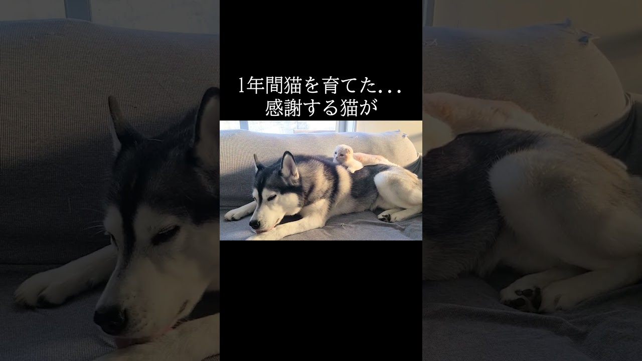 1年間犬に育ててもらい感謝する猫がこちら...#shorts