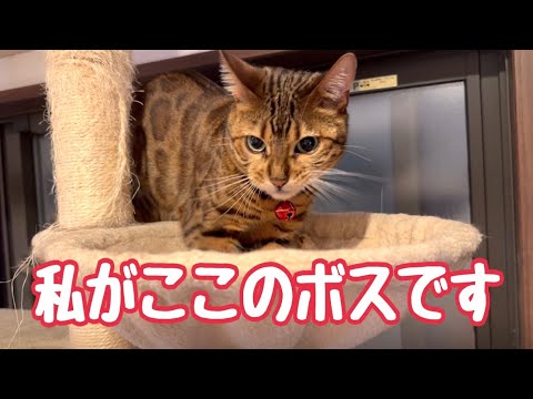 実家到着3秒でボス猫に就任してしまう女王猫