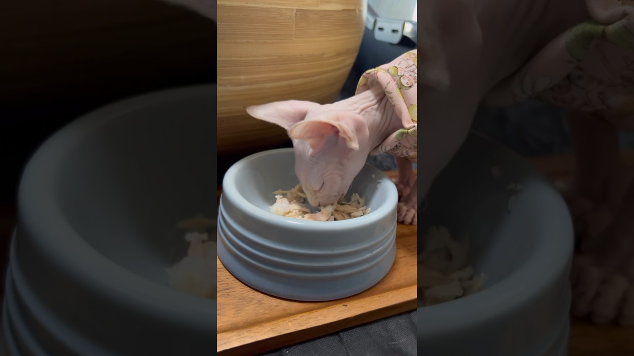 【ASMR】毛のない新入り子猫の咀嚼音【スフィンクス猫】