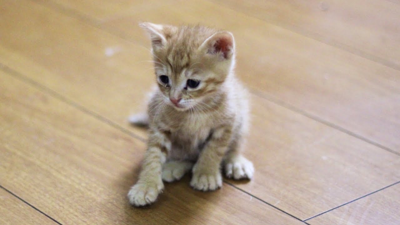 子猫が１匹居なくなりました。