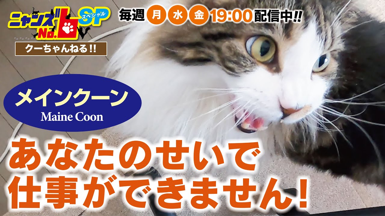 【メインクーン/Maine Coon】あなたのせいで仕事ができません！
