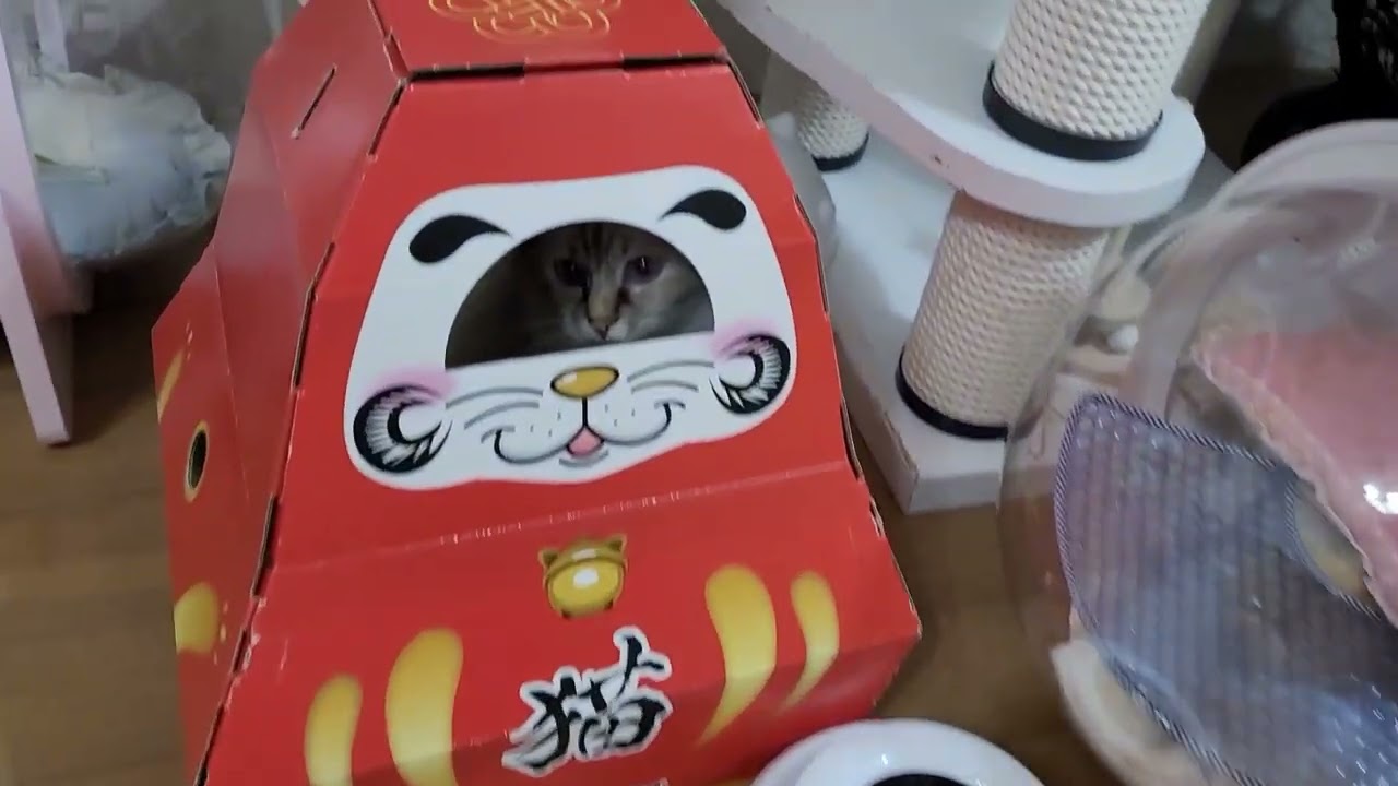 3月30日生まれのバーマンの仔猫オーナー様募集してます🎵