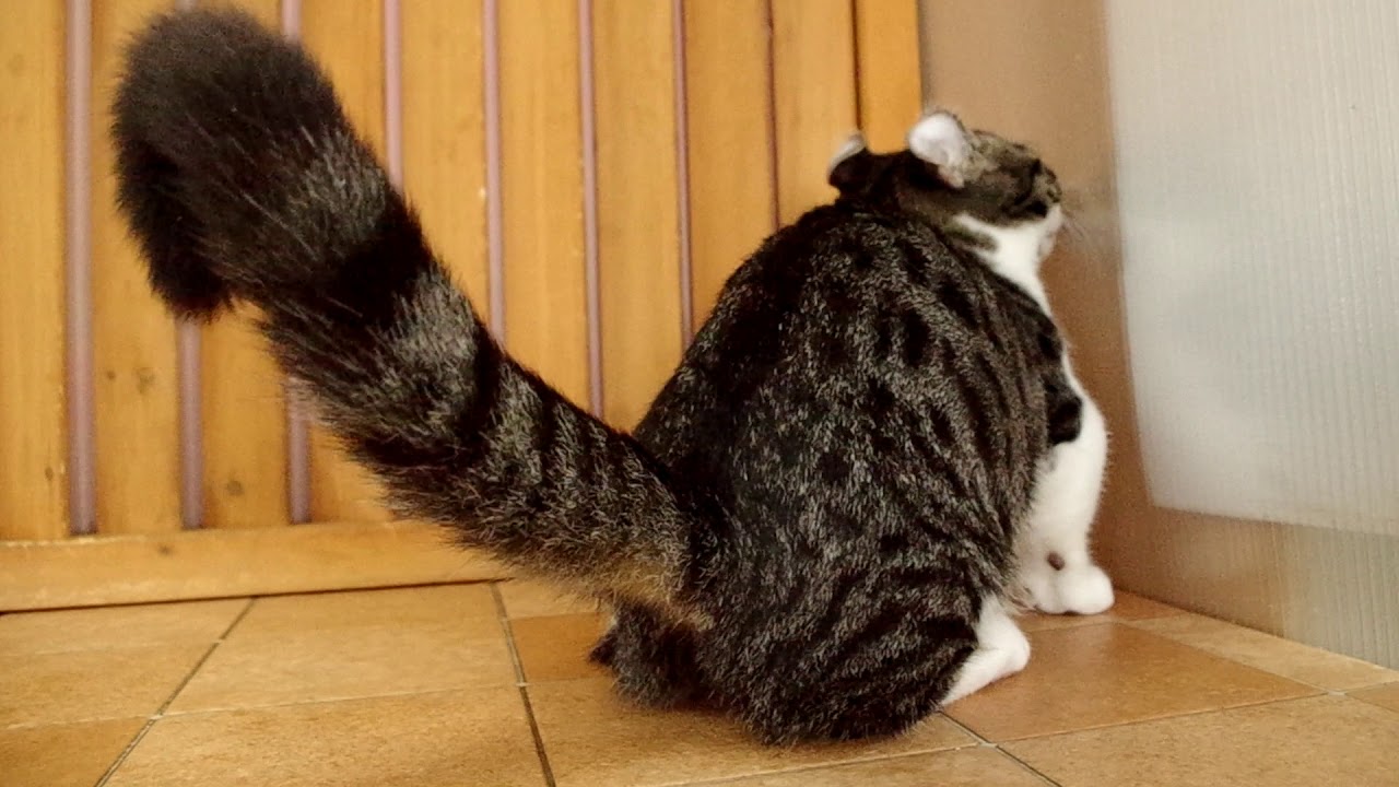 190715キンカロー