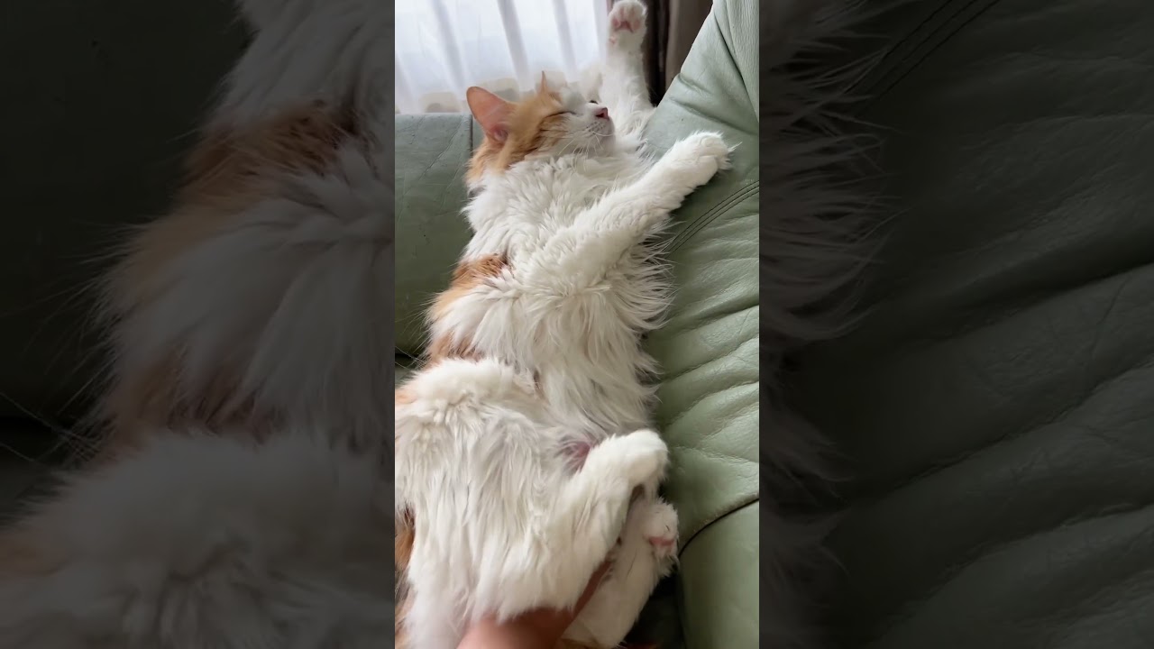 ぐうたら猫#shorts 【マリー（メインクーン）】