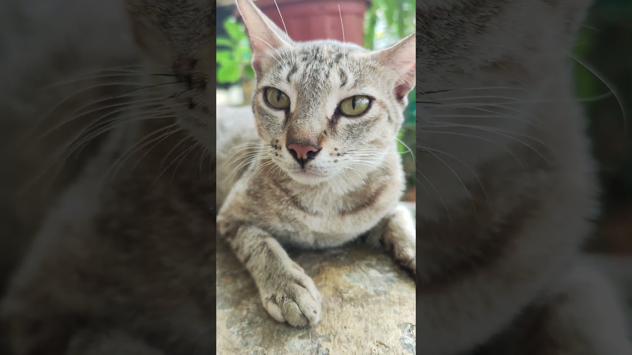 Brown Cat Naughty Cat #shots #cats