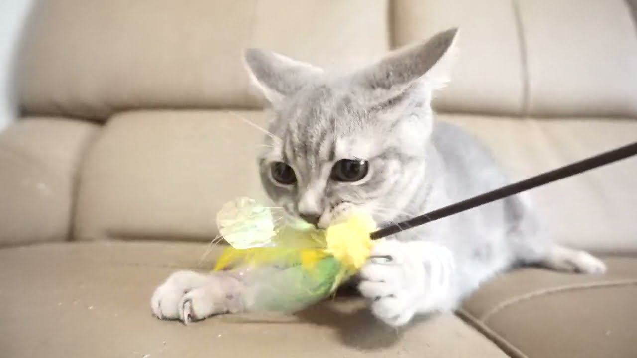 ブリティッシュショートヘアー子猫　British Shorthair　2023.2.12産まれ　ブルータビー　男の子　シーダキャット猫のお店