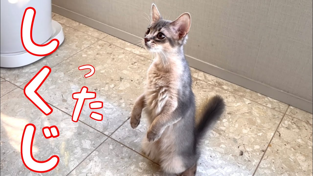 【癒し閲覧注意】遊んでたら落っこちた❣️【ソマリ】