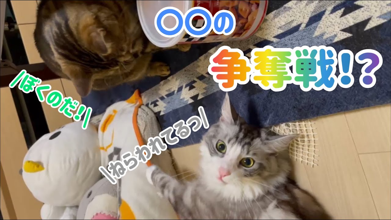 そっちなの⁉️  #shorts  #メインクーン #マンチカン長足
