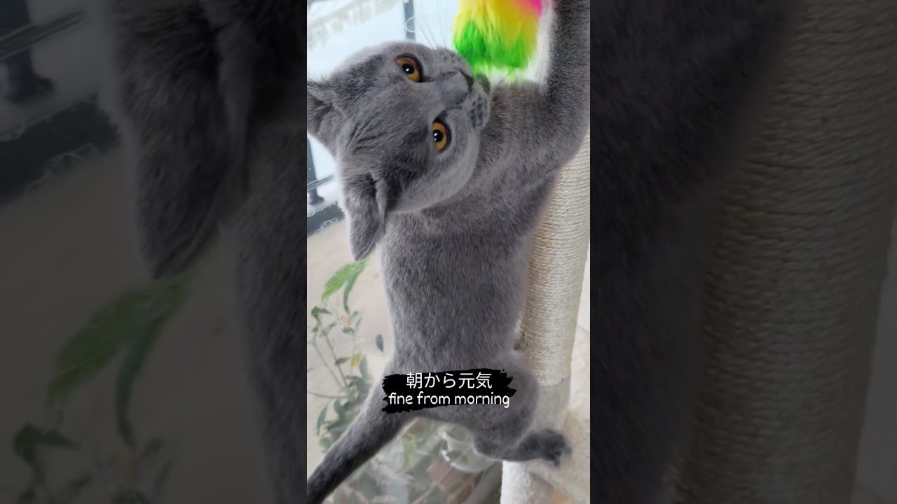 朝から元気な猫のシャルトリュー（Chartreux, a cat that is energetic from the morning）