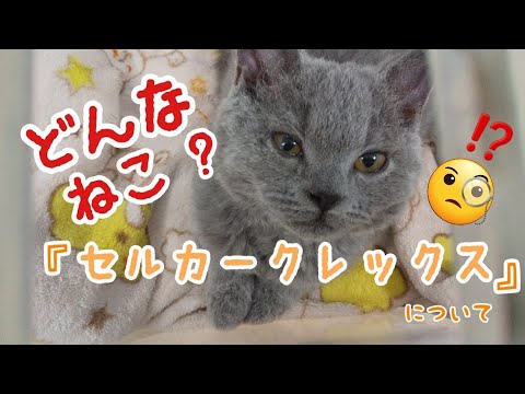 とらくんは『セルカークレックス』