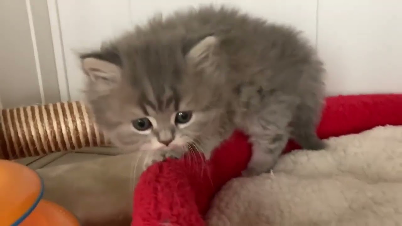 スコティッシュフォールド おっとり君 ブルータビー（ロング）