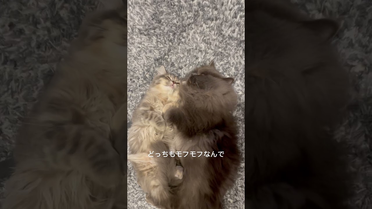 モフモフ同士暑そうなラガマフィン #猫のいる暮らし #ラガマフィン #子猫動画
