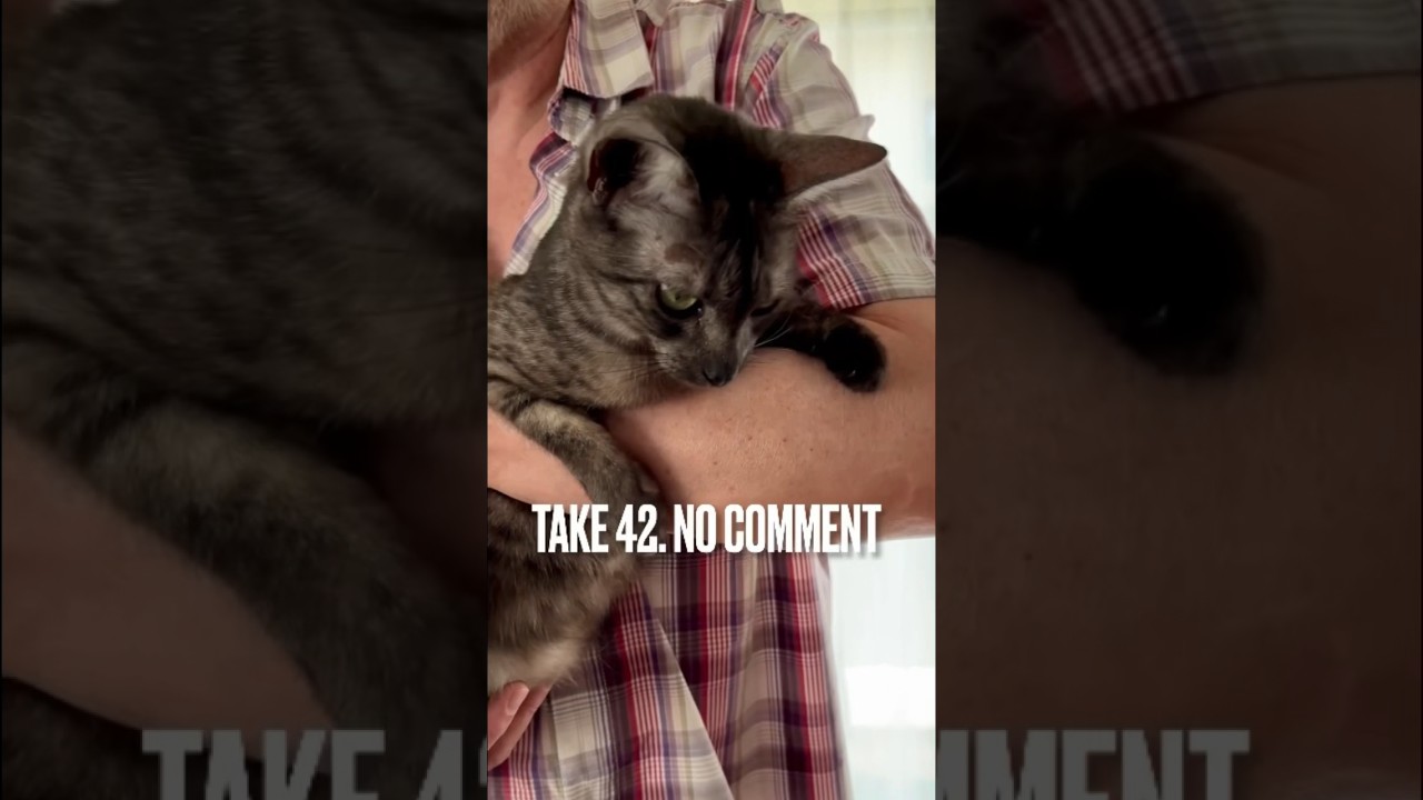 パパは大好きだけど、時々ノリについていけないにゃ😹 #猫 #エジプシャンマウ #nocomment #shorts