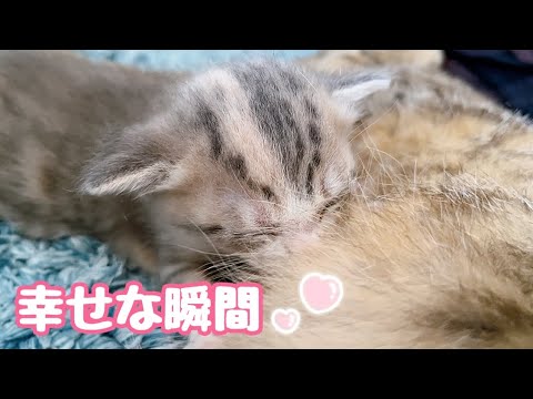 猫動画 出産後23日目 初めて 授乳中の子猫を至近距離で見たら 幸せすぎた
