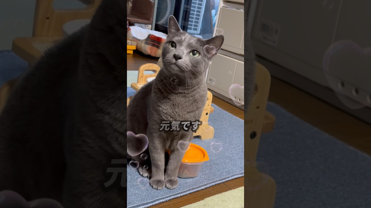 【ロシアンブルー】連休も終わり...新しい週のスタート😊めろんは元気です🥰【猫】#shorts