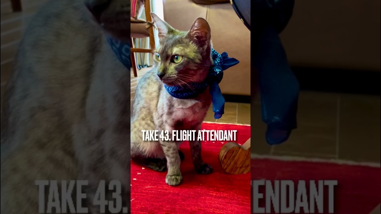 #客室乗務員 みたいな#猫 にゃ😽がりがり防止のハンカチ #エジプシャンマウ #shorts