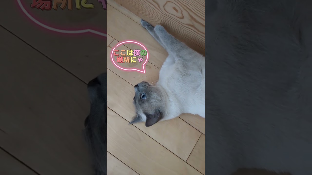 猫の通せんぼ💗  #ロシアンブルー #russianblue #猫