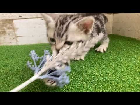 【No.154925　アメリカン・ショートヘアー】ペットショップ犬の家猫の里碧南店