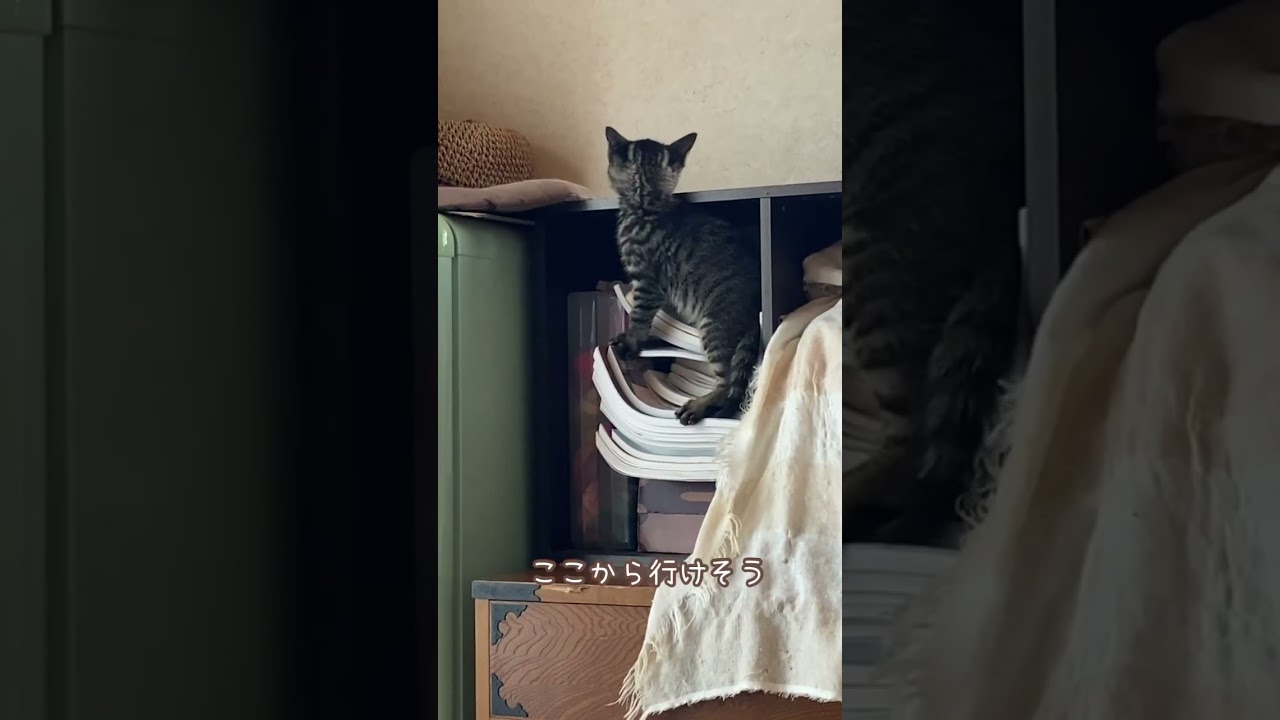 落ちちゃった子猫#shorts