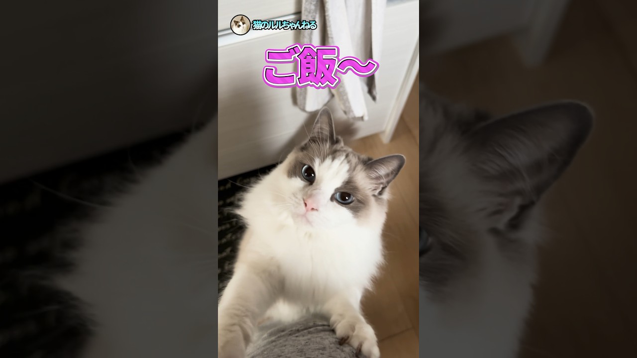 ご飯が欲しい時はこれ#ラグドール #猫