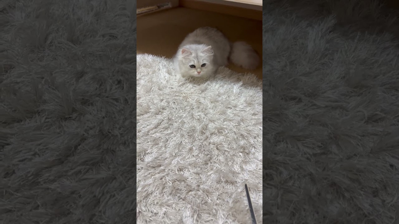 【本物のペルシャじゅうたんいた🥹】カーペットと同化してるwww #funny  #cute  #ペルシャ猫 #shorts