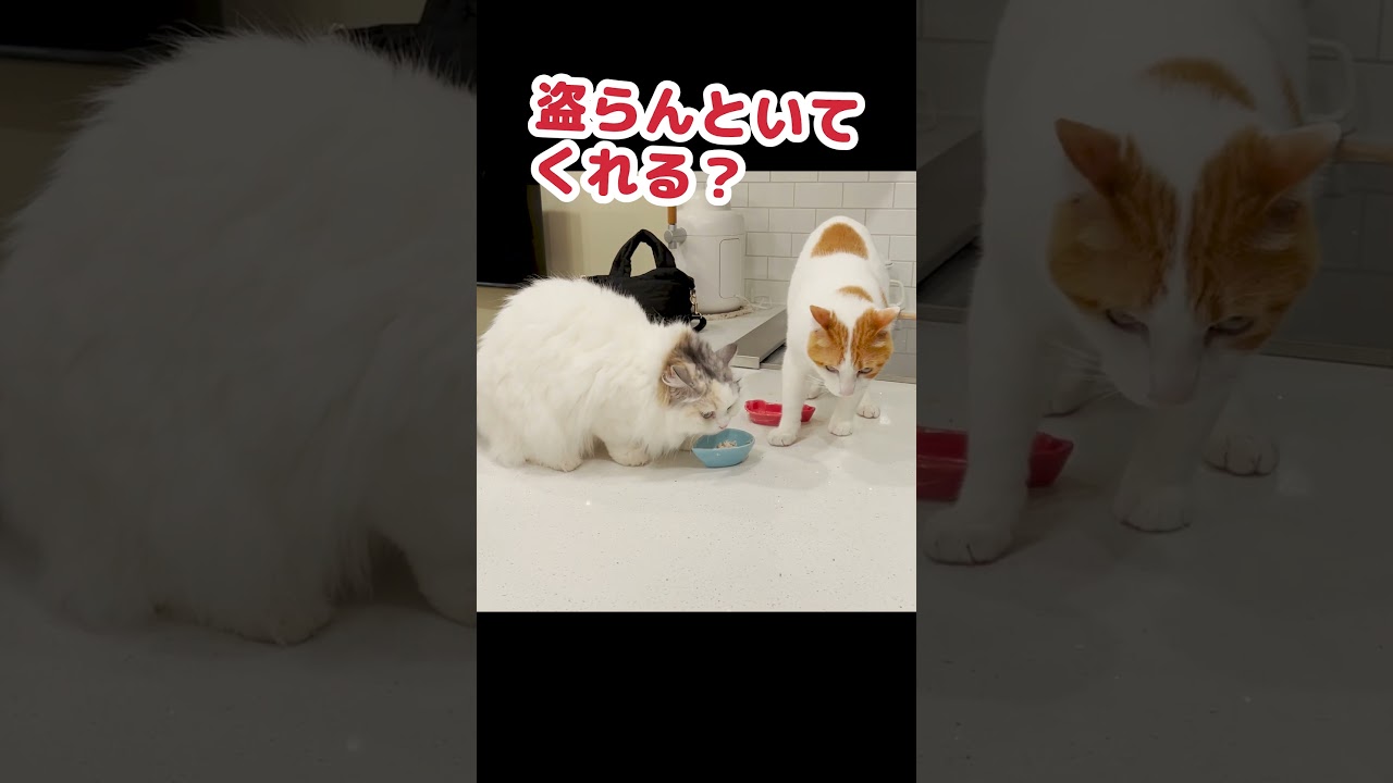 ご飯とられて激怒する猫 #Shorts