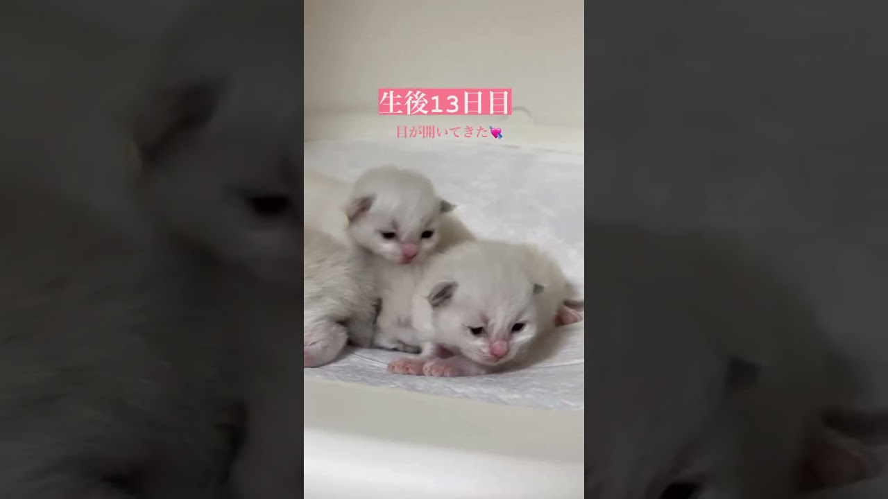 赤ちゃんが産まれたのでご家族募集します #ラグドール #ブリーダー #ねこ